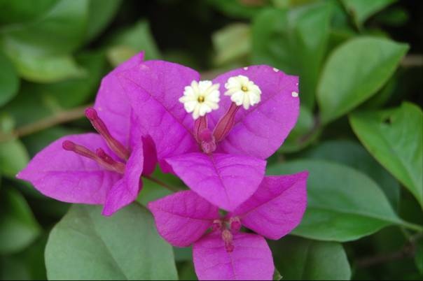 精美的野生紫花杜鹃植物图片