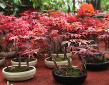 艳丽脱俗的红枫盆景植物图片