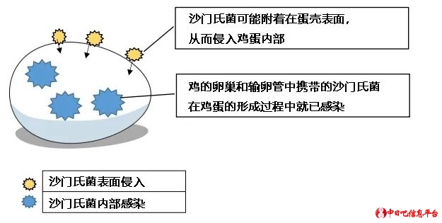 为什么日本人喜欢吃生鸡蛋？